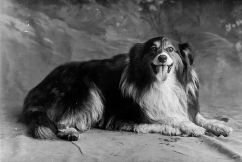 Image: Miss Gunson's dog, 1910