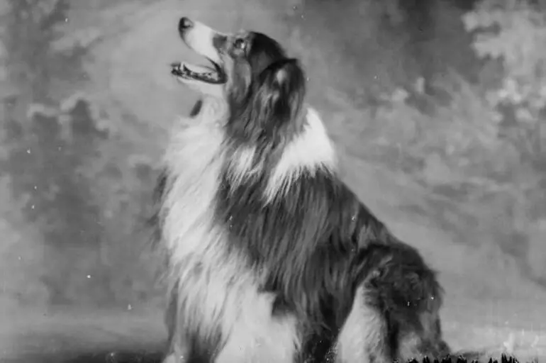 Image: Miss Gunson's dog, 1910