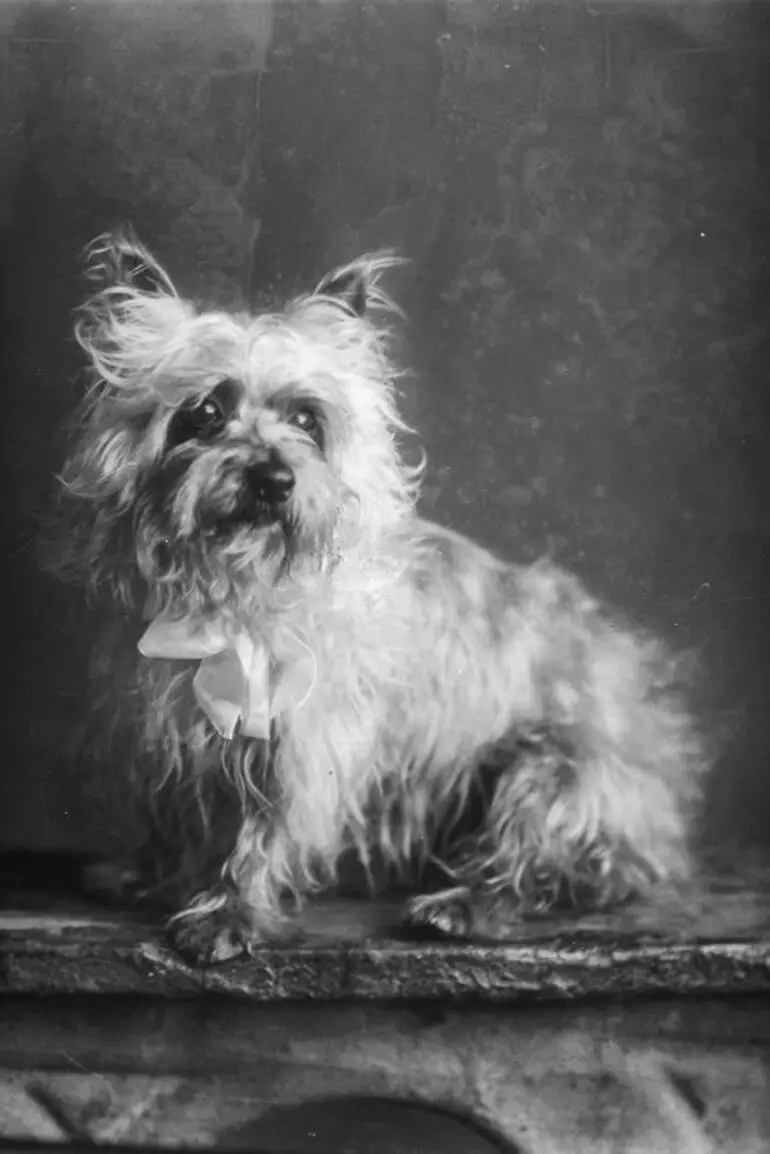 Image: Donald family dog, 1910