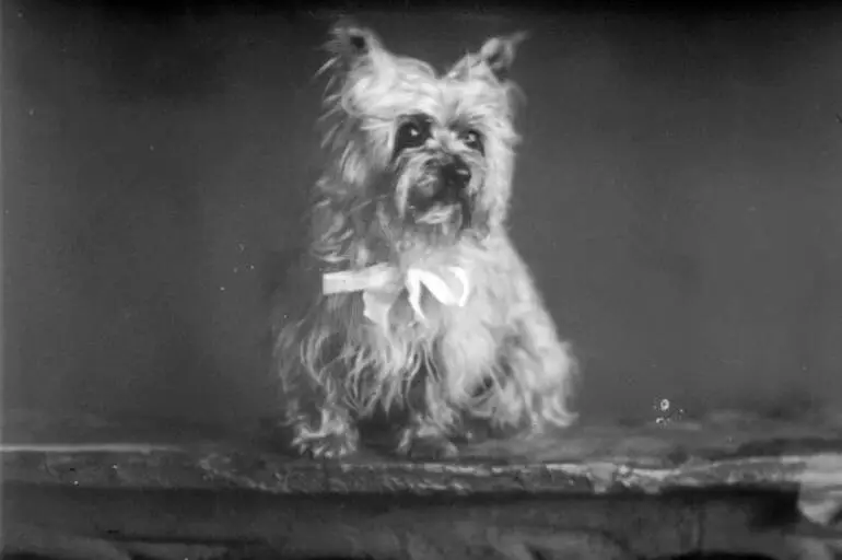 Image: Portrait of a dog, 1909