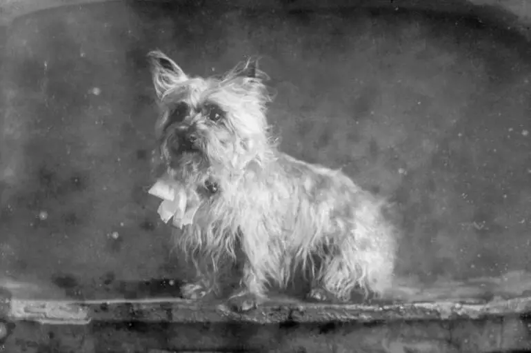 Image: Portrait of a dog, 1909