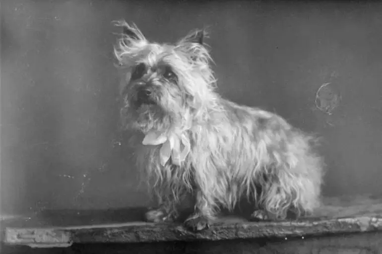 Image: Portrait of a dog, 1909