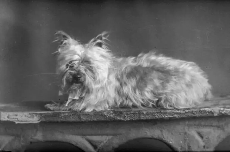 Image: Portrait of a dog, 1909