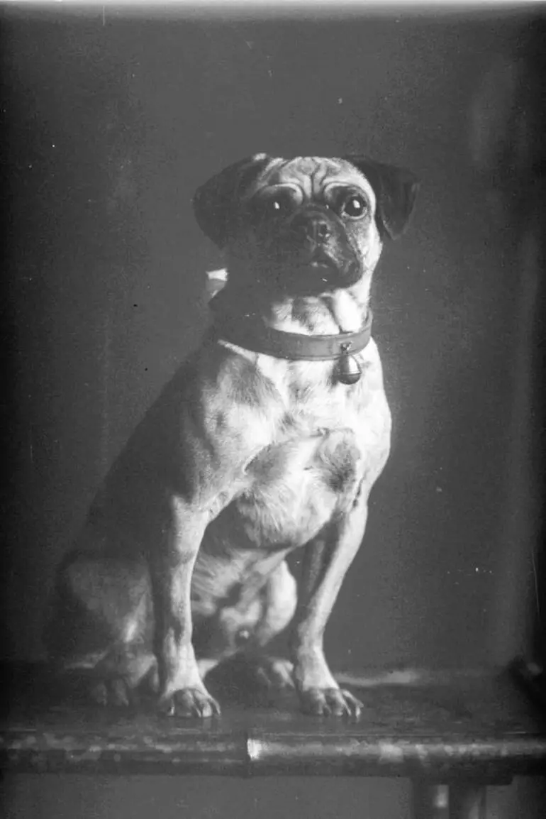 Image: Watkins' pug dog, 1909