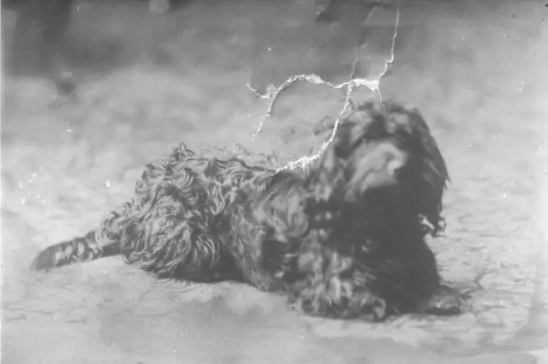 Image: Mr Whitson's dog