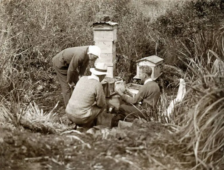 Image: Beekeeping on Rangitoto Island.