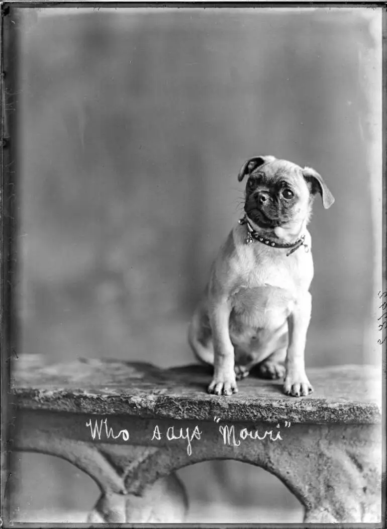 Image: Morgans dog, 1911