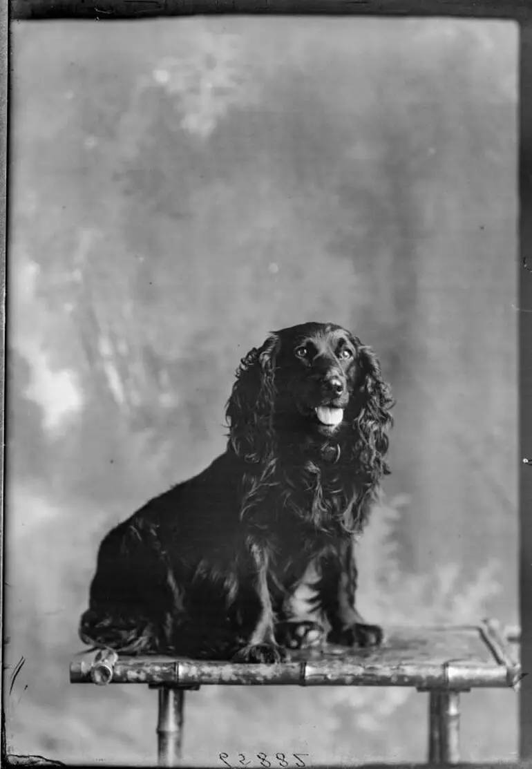 Image: Thompson's dog, 1911