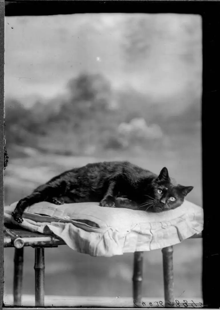 Image: Donald's cat, 1911