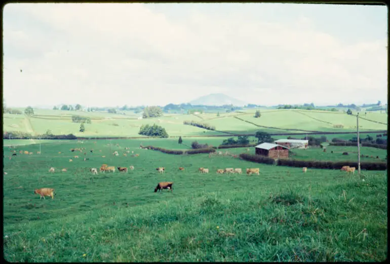 Image: Waikato farmland, 1966