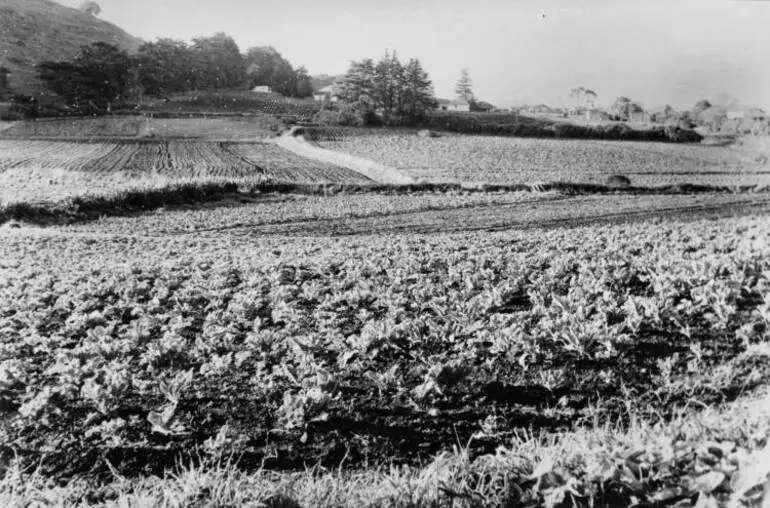 Image: Market garden, Māngere, 1956