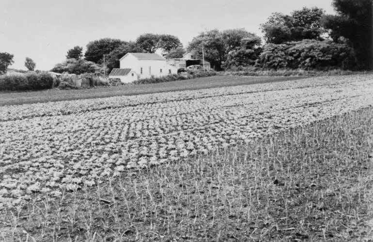 Image: Market garden, Māngere, 1956