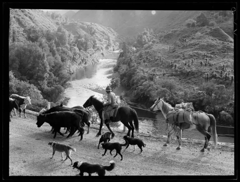 Image: Cattle herding, Katikati, 1951