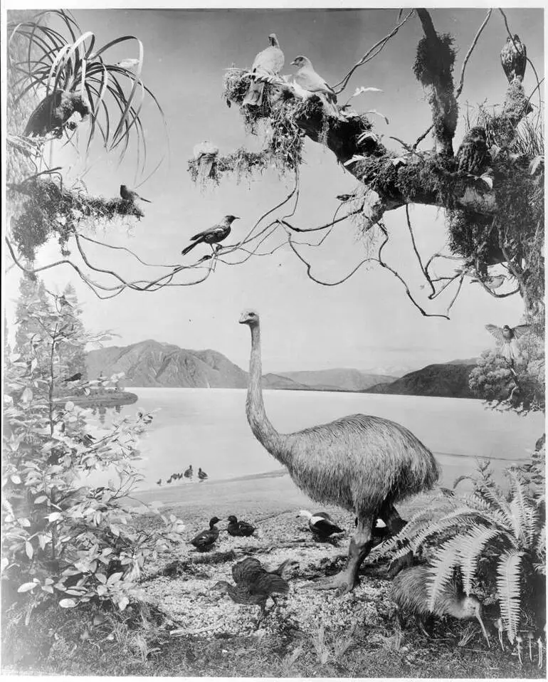 Image: Native birds montage