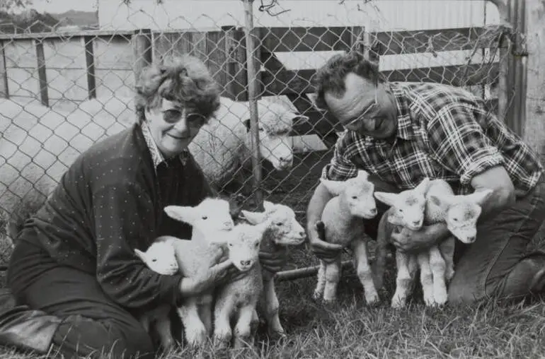 Image: Lambs in May, Waiuku, 1987.