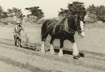 Image: Horse and plough, Māngere, 1969