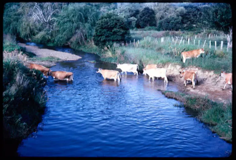 Image: Cows near Russell