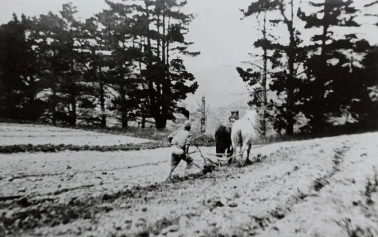 Image: Ploughman on McLaughlin's farm, Wiri, ca 1890 (?)