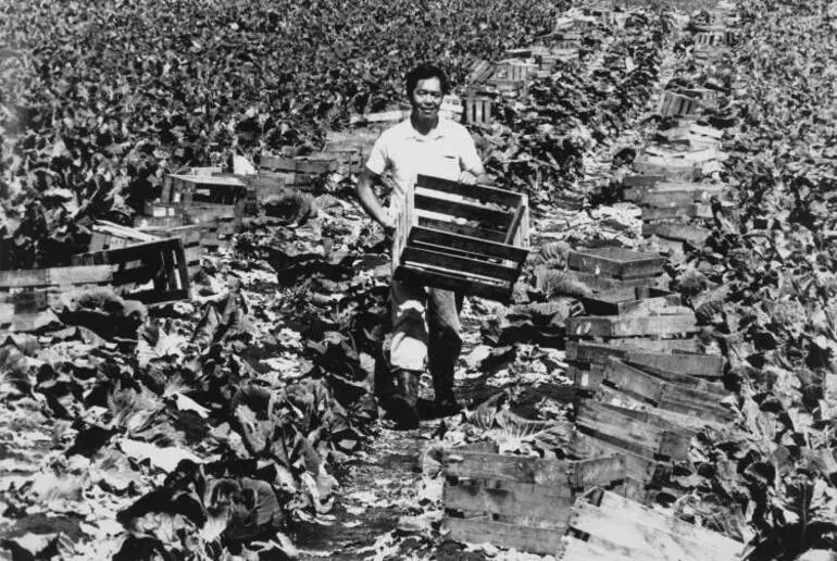 Image: Cabbage grower, Pukekohe, 1993.