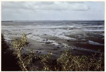 Ihumatao fossil forest, Māngere, 1980 Image: Ihumatao fossil forest, Māngere, 1980