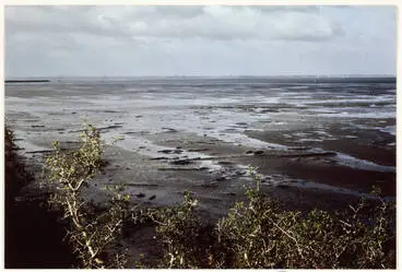 Image: Ihumatao fossil forest, Māngere, 1980