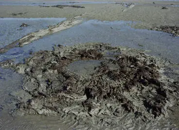 Ihumatao fossil forest, Māngere, ca 1979 Image: Ihumatao fossil forest, Māngere, ca 1979