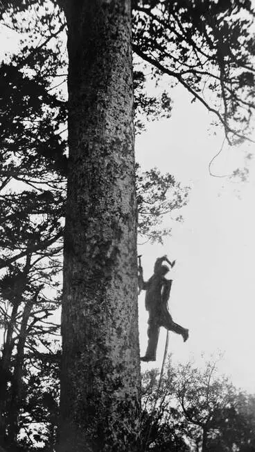Image: Man climbing kauri tree for gum, Anawhata