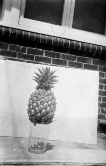 Locally grown pineapple, Waitakere. Image: Locally grown pineapple, Waitakere.
