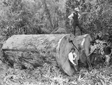 Image: Two large kauri logs in the bush.