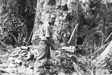 Image: Two bushmen felling a kauri.