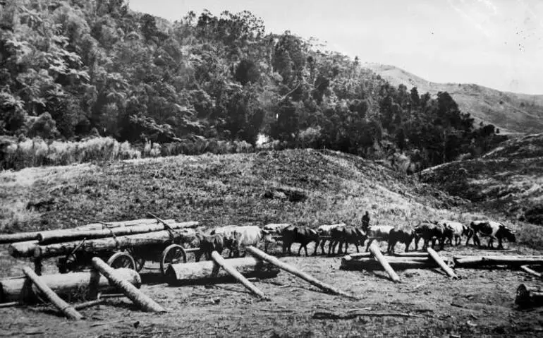 Image: Bullock team,Tram Valley Road, Swanson.