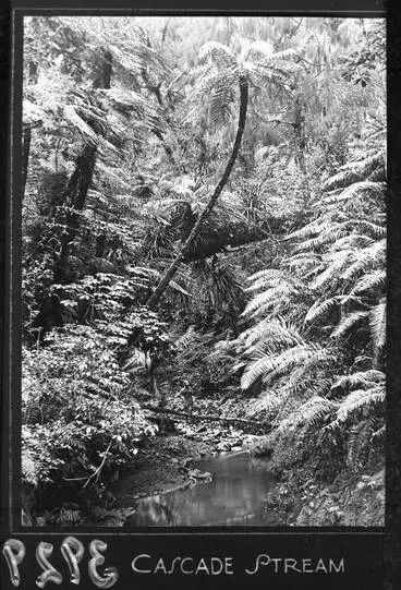 Image: Cascade Stream, Cascade Kauri Park.