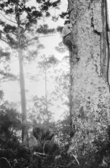Image: Climbing a kauri tree for gum.