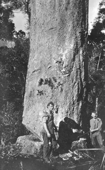 Image: Felling a kauri tree, Anawhata.