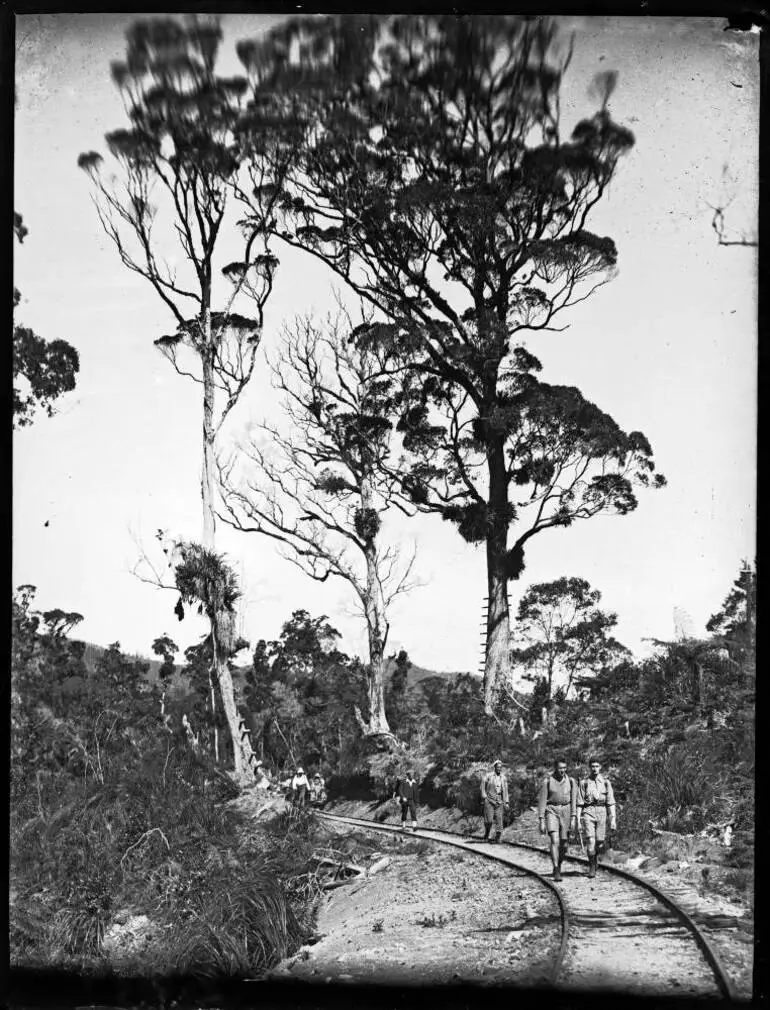 Image: Tramline from Gully Road to Waitakere Dam.