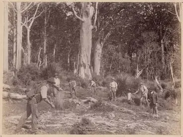 Kauri Forest Gum Diggers Image: Kauri Forest Gum Diggers