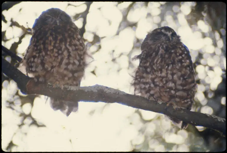 Image: Moreporks, 1974