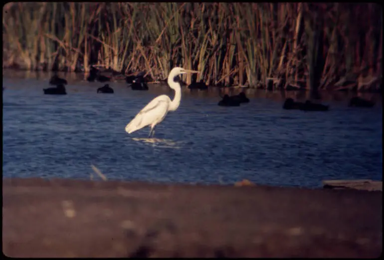 Image: White Heron, 1972