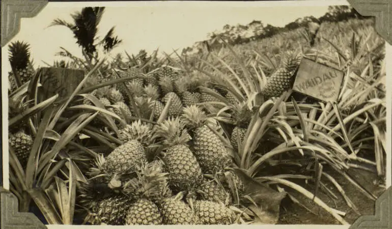 Image: Pineapples for export, 1928