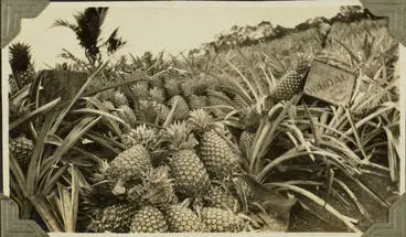 Pineapples for export, 1928 Image: Pineapples for export, 1928