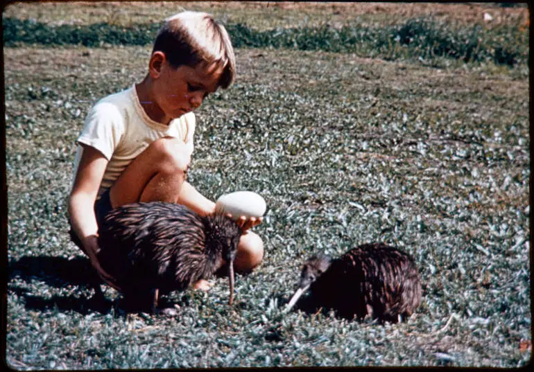 Image: Boy with kiwi, 1966?