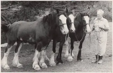 Image: Clydesdales and owner, Te Kauwhata, 1979