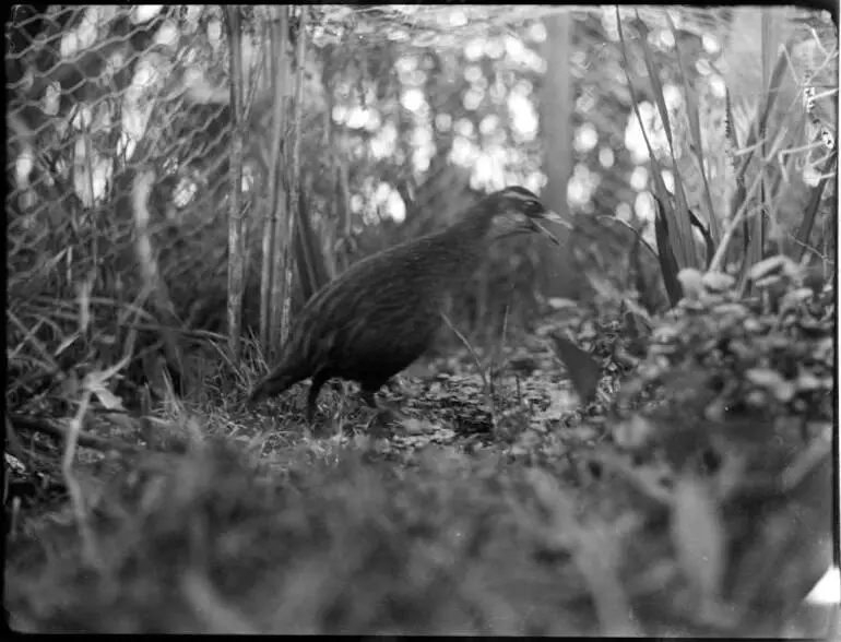 Image: Weka