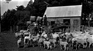 Image: Shearing at Homebush