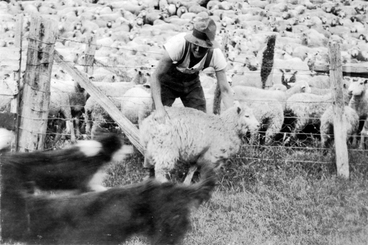 Image: Working with sheep at 'Awarua'