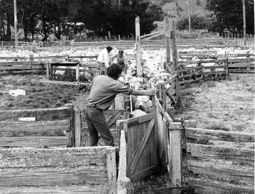 Image: Drafting lambs at Kahumingi