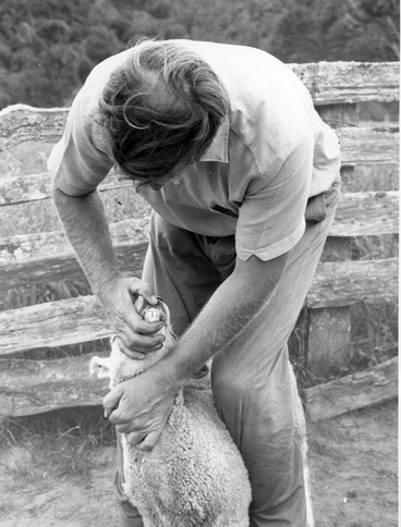 Image: Inspecting the teeth of a sheep