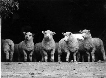 Image: Lambs at Kahumingi Station