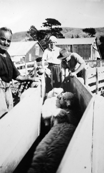 Image: Pushing sheep into dip