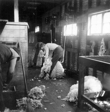Image: Two shearers at work : photograph